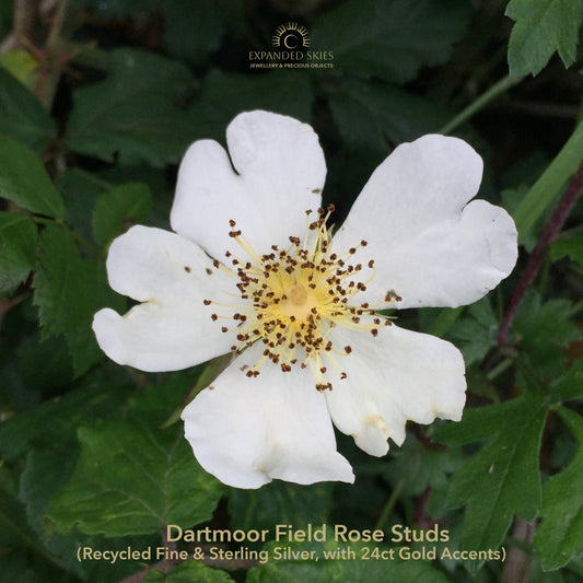 The Expanded Skies Dartmoor Field Rose Studs captures the joyous simple beauty of the field rose - pictured here Rosa arvensis, that is seen weaving brightly through the Dartmoor hedgerows and woodland.