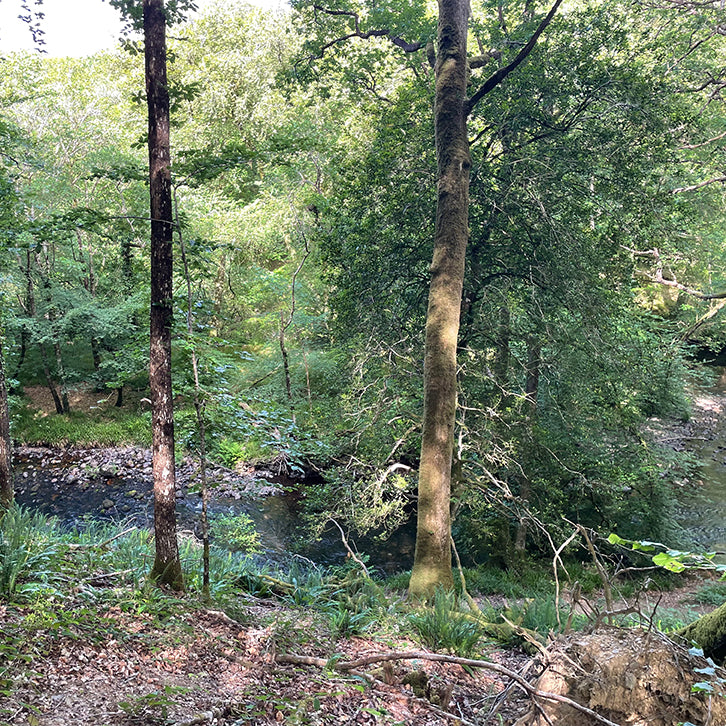 Hembury Woods and small island in the River Dart. Inspiration for the Expanded Skies River Dart at Hembury Brooch.