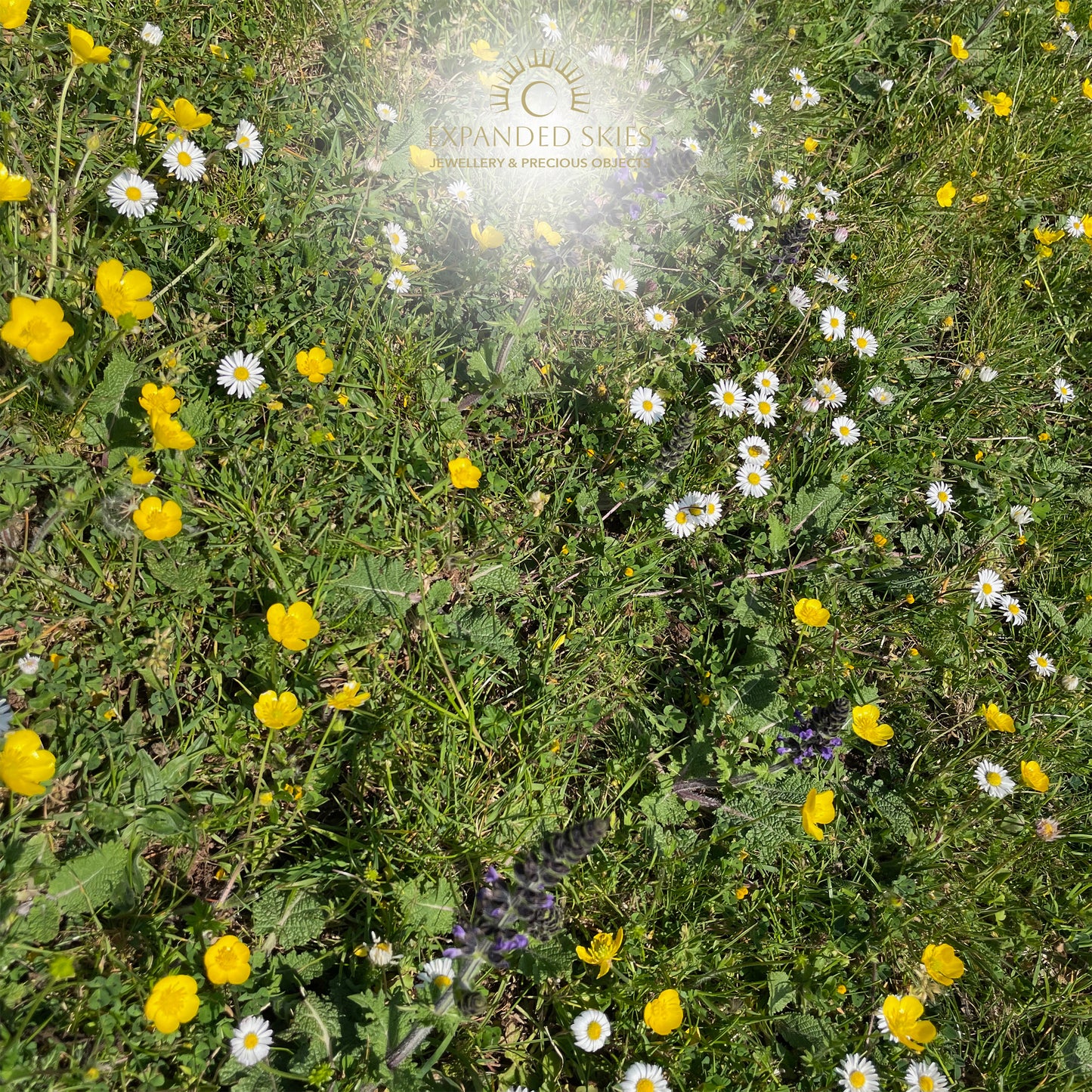 Field of wildflowers with Expanded Skies logo