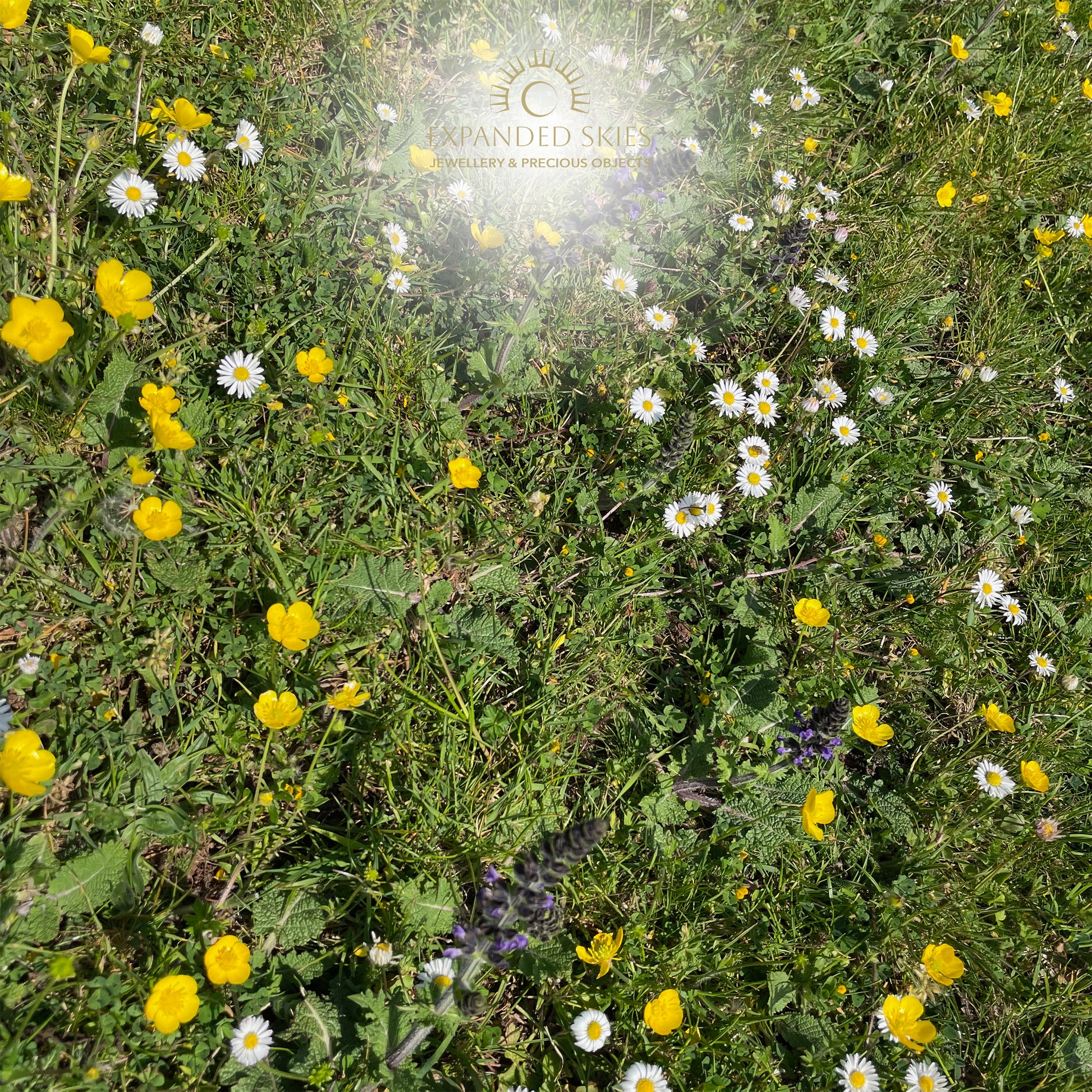 Field of wildflowers with Expanded Skies logo