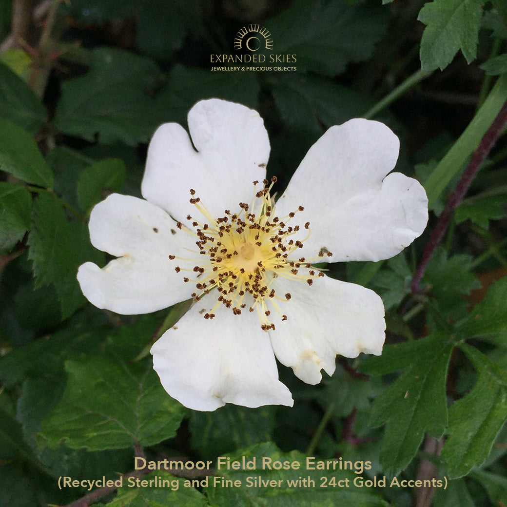 The Expanded Skies Dartmoor Field Rose Drop Earrings capture the joyous simple beauty of the field rose, Rosa arvensis, that is seen weaving brightly through the Dartmoor hedgerows and woodland. Hand pierced and formed in recycled fine silver with recycled 24ct gold accents and recycled sterling silver ear wires. 