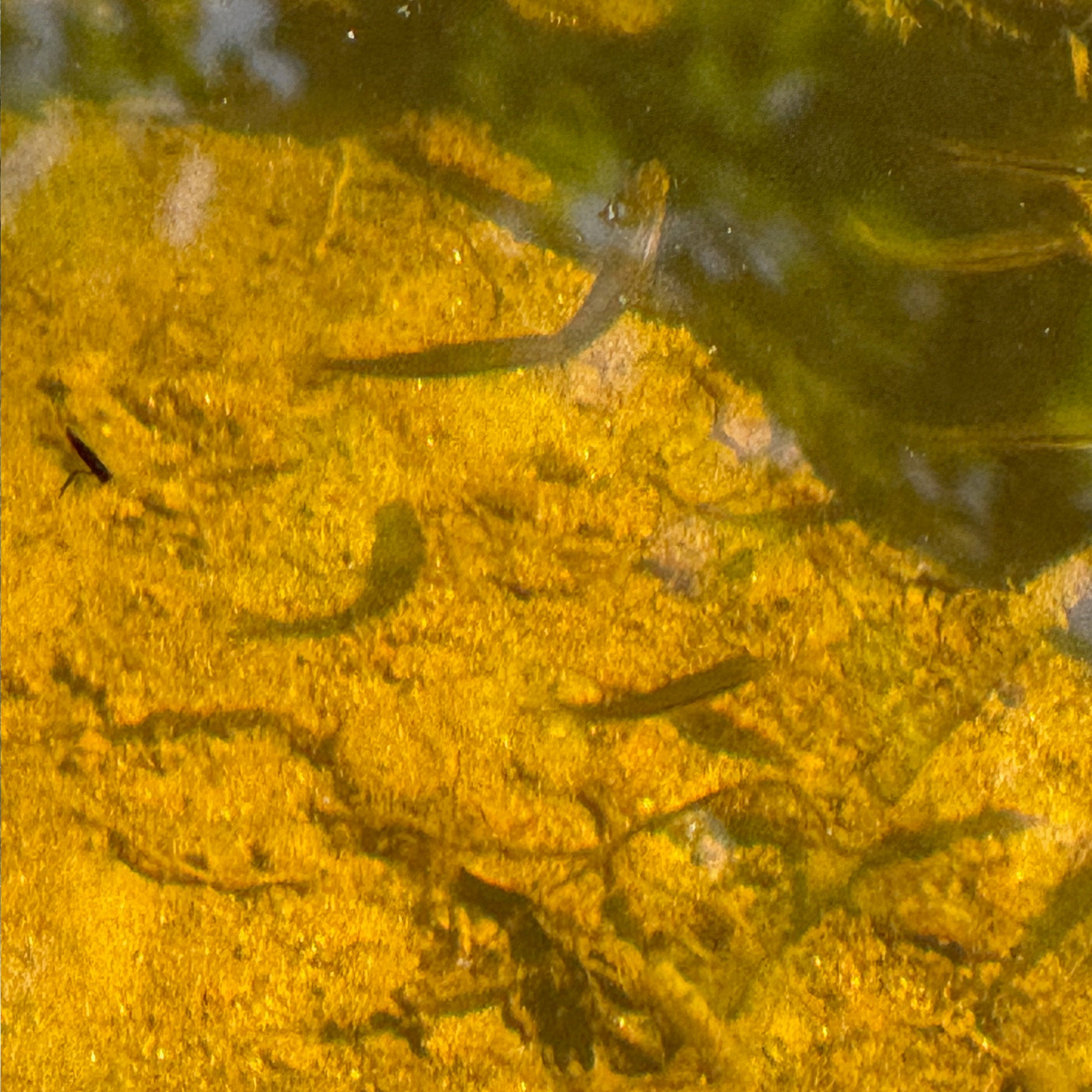 Expanded Skies River Dart at Hembury Woods, Minnows.