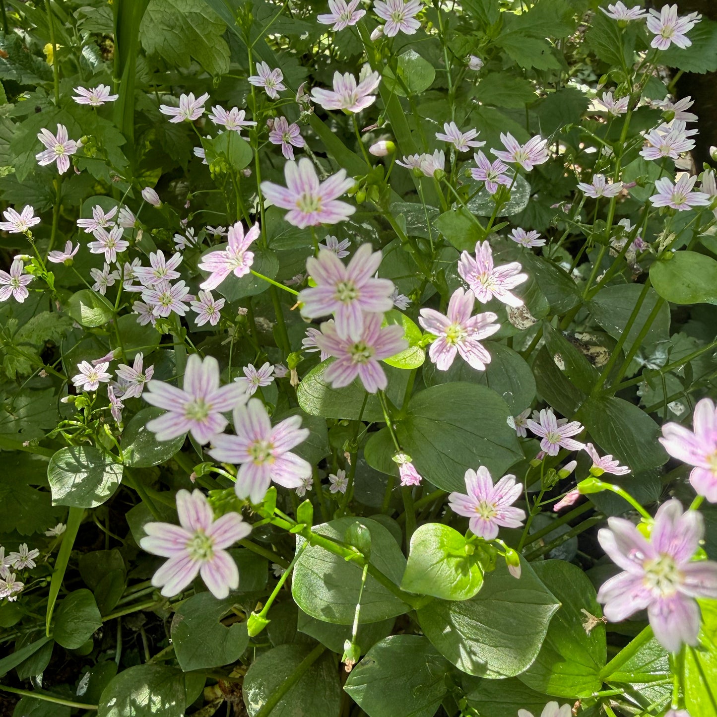 The Expanded Skies Dartmoor Purslane, Hand Engraved Bracelet, celebrates the beauty of the edible Dartmoor flower the Pink Purslane (Claytonia sibirica), created in fine and sterling silver with 24ct gold accents.