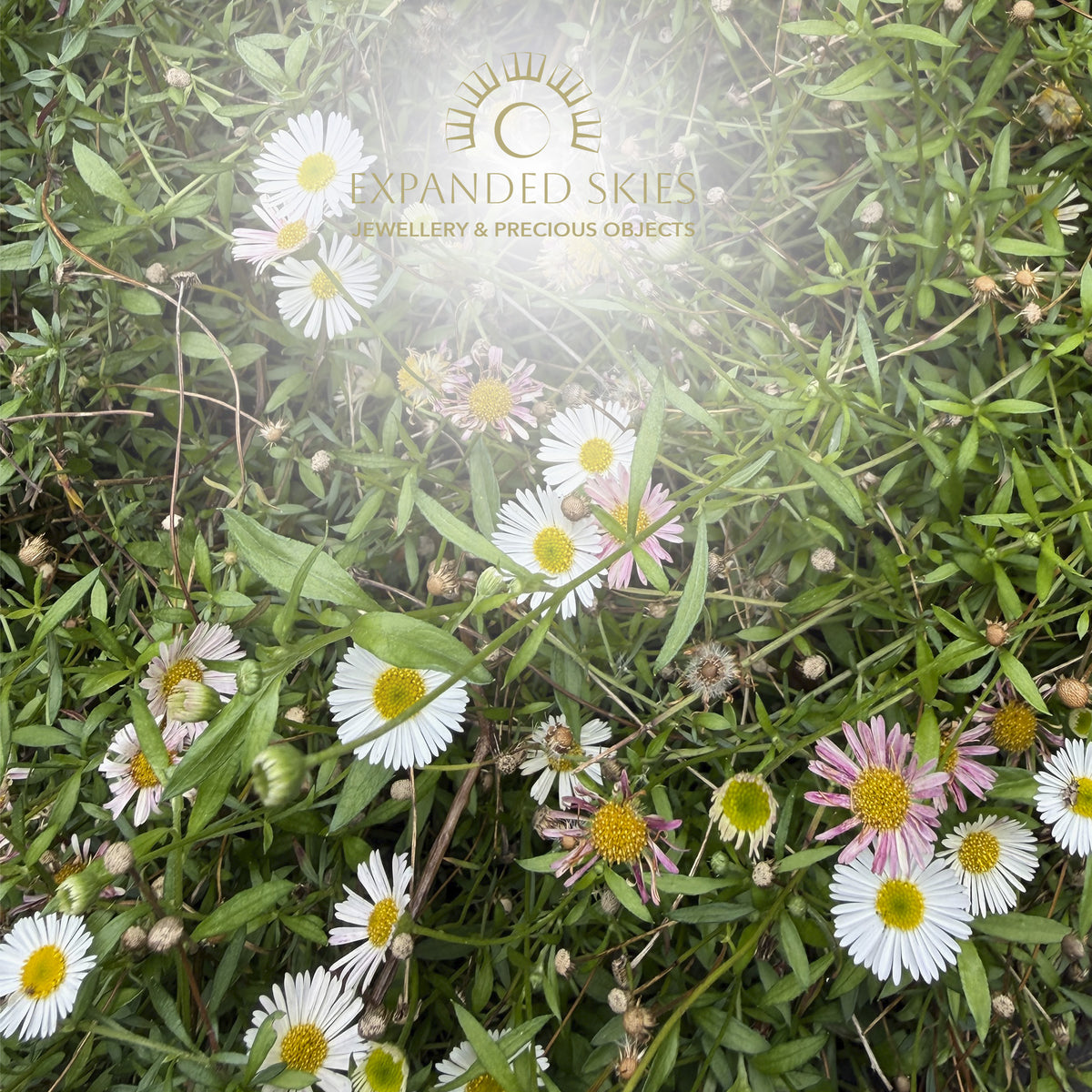 Expanded Skies Dartmoor Daisy Pendant Necklace with 24ct Gold Accents