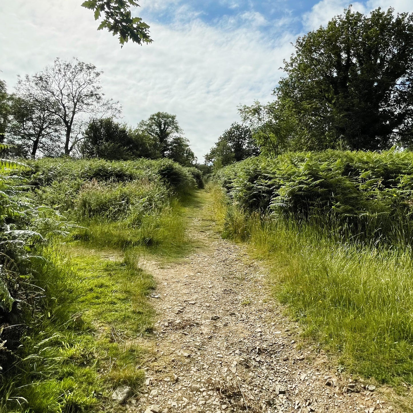 Pathway to Hembury Castle and Iron Age Hill Fort, Hembury Woods, Devon, UK, inspiration for the Expanded Skies Hembury Castle Necklace with Footpath Chain