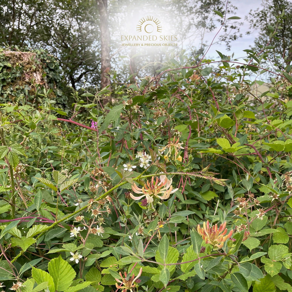 The Expanded Skies Dartmoor Honeysuckle Leaves Drop Earrings are hand engravings of the graceful honeysuckle (Lonicera periclymenum) as it winds through the trees and brambles in Ausewell Woods (pictured).
