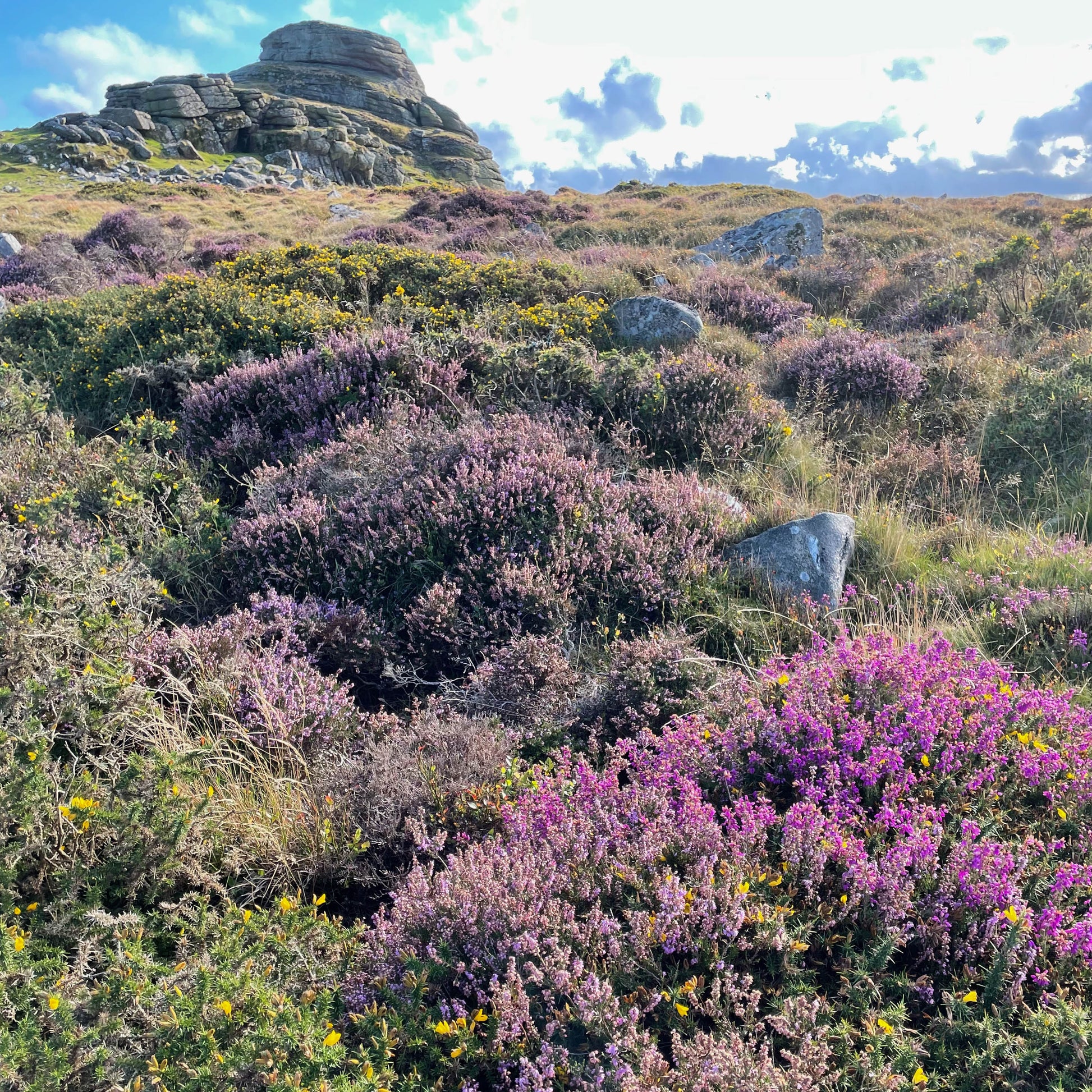 Inspiration for the Dartmoor Heather and Gorse Collection, walking at Haytor the purples of the heather and yellow gorse.