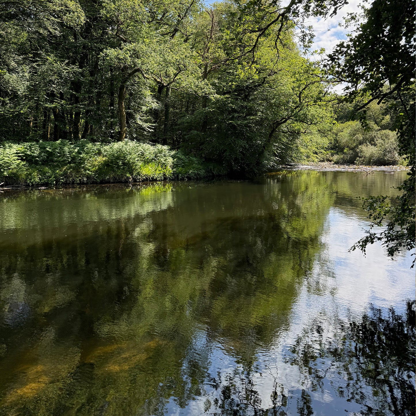Expanded Skies River Dart at Hembury Woods, Minnows.