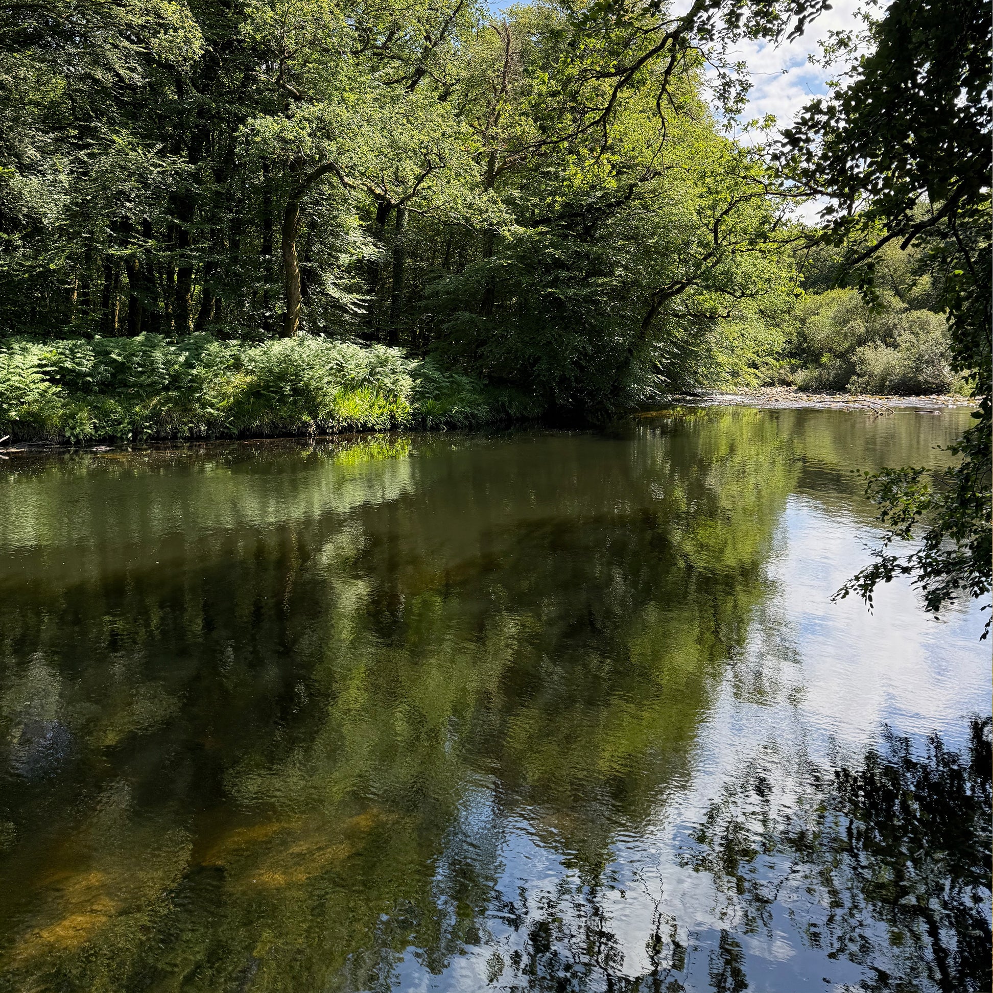 Expanded Skies River Dart at Hembury Woods, Minnows.