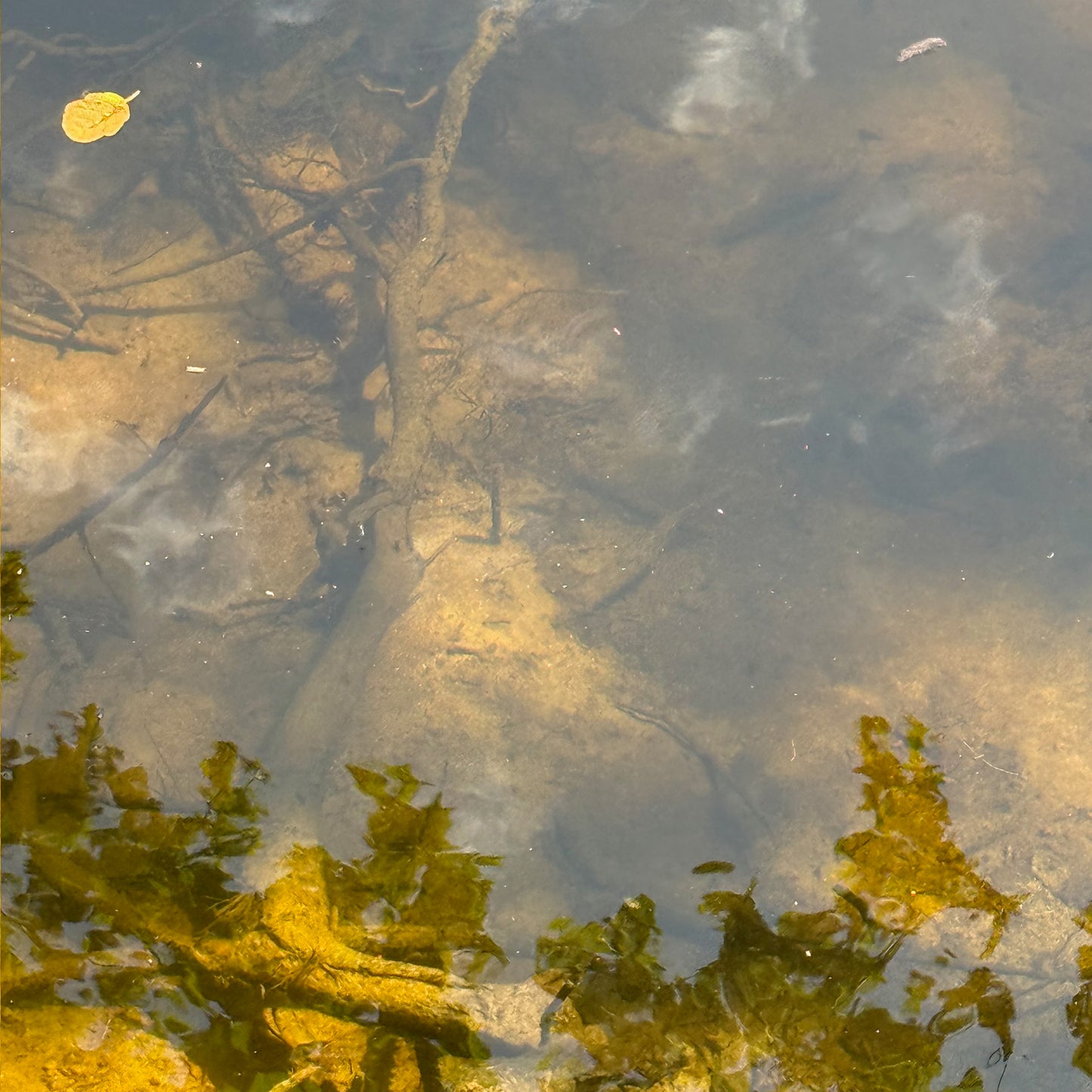 Expanded Skies River Dart at Hembury Woods, Minnows.