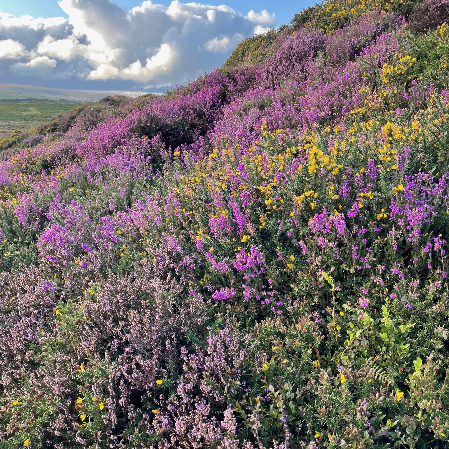 Inspiration for the Dartmoor Heather and Gorse Collection, walking at Haytor the purples of the heather and yellow gorse.
